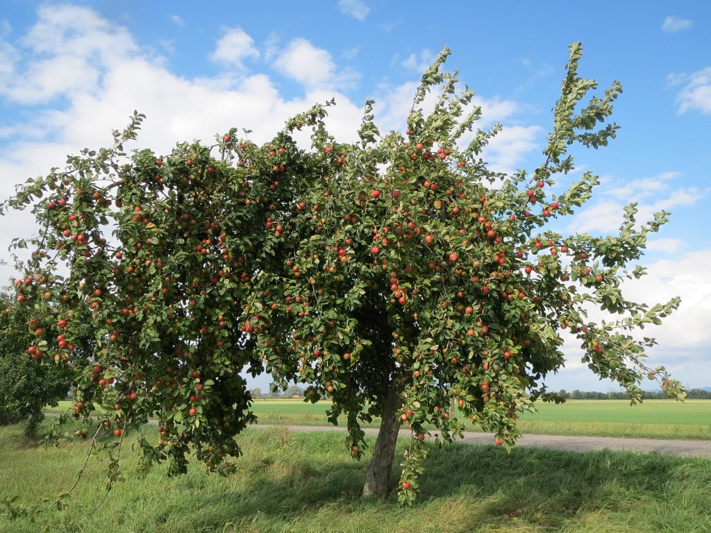 Apfelbaum
