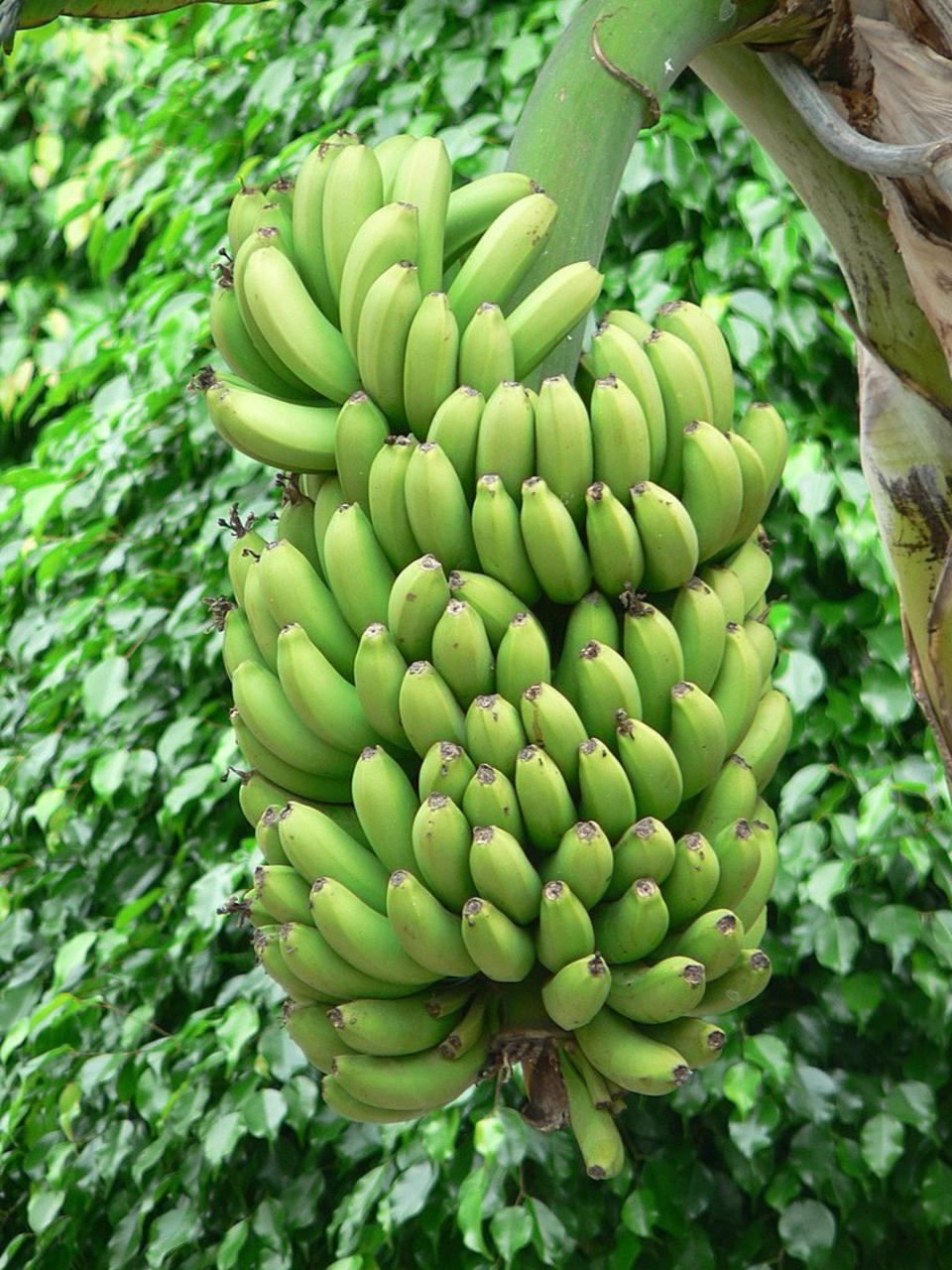 Bananenbaum