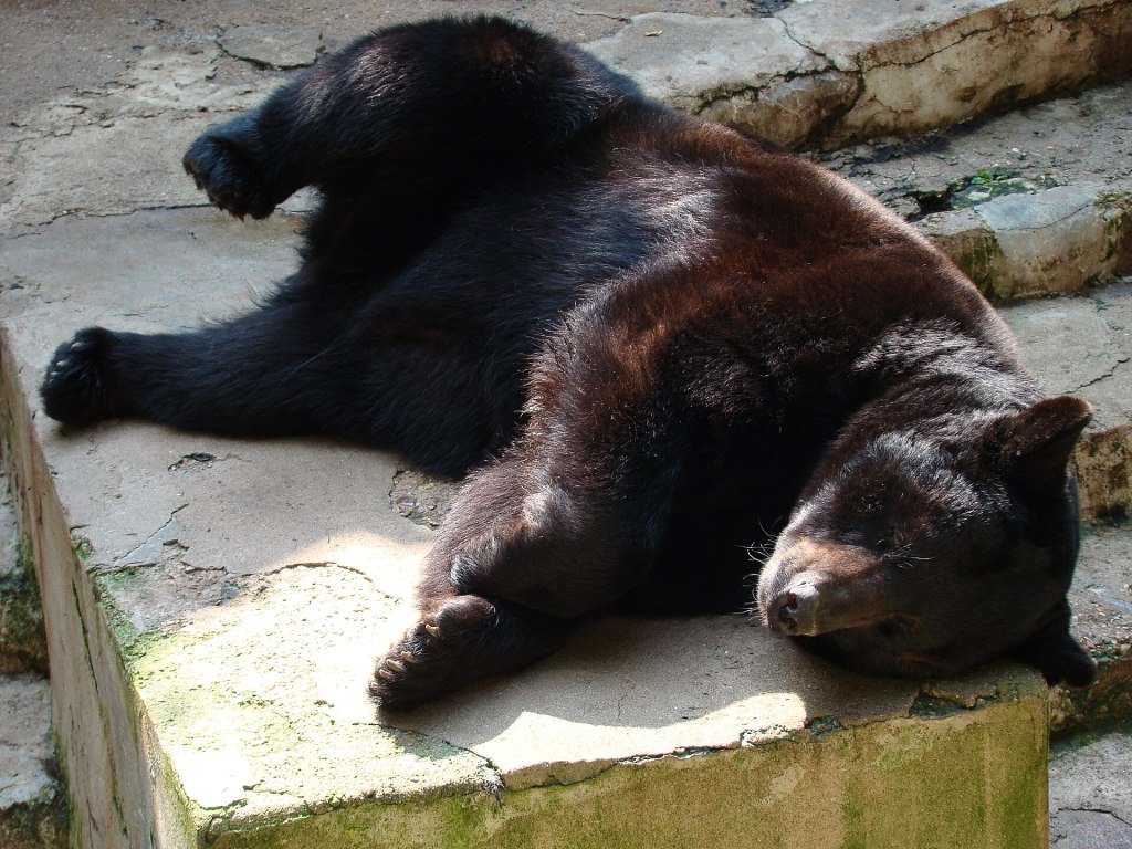 Schlafender Bär